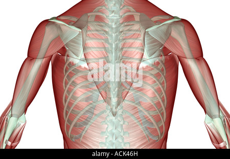 Il musculoskeleton della parte superiore della scocca Foto Stock