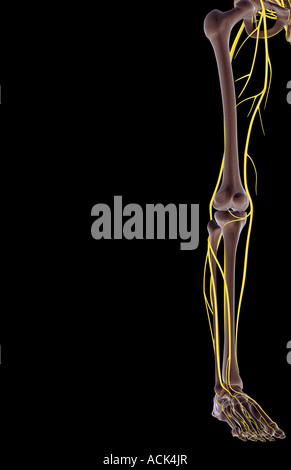I nervi dell'arto inferiore Foto Stock