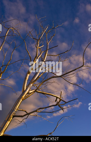 Split da Roxy Paine 2003 Seattle nello Stato di Washington USA:per solo uso editoriale Foto Stock