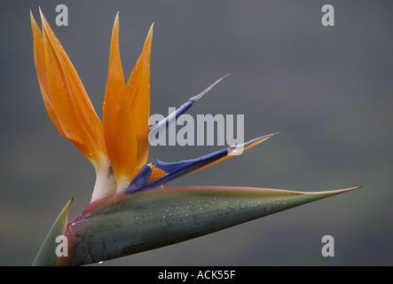Uccello del paradiso fiore Strelizia sp Tenerife Canarie è Foto Stock