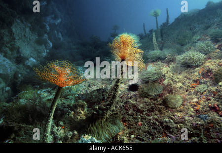 Tubo worms sul fondale i piumini di calugine Sabella spallanzanii mediterranea della Spagna Foto Stock