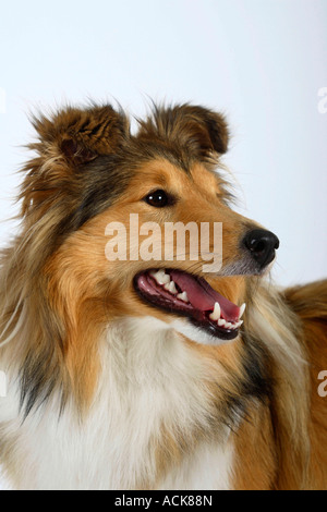 Sheltie Shetland Sheepdog Foto Stock