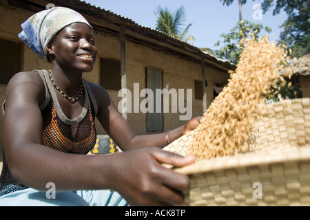 Giovane donna utilizza cestello tradizionale di vagli e pulire brown lolla di riso villaggio Berending Gambia Foto Stock