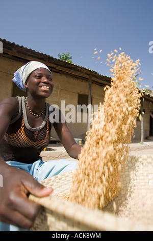 Giovane donna utilizza cestello tradizionale di vagli e pulire brown lolla di riso villaggio Berending Gambia Foto Stock