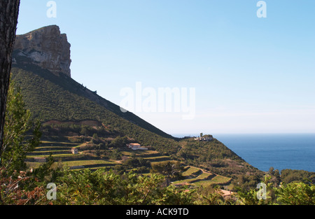 Il Cassis Cliff, il mare e i vigneti sul versante Cote d Azur Bouches du Rhone Fr Foto Stock