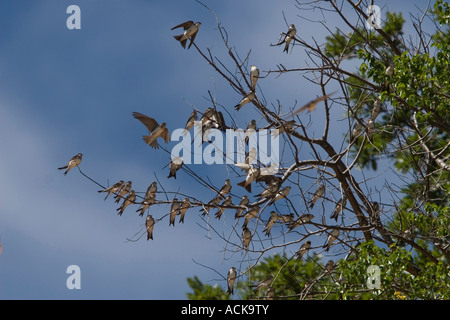 Gregge di famiglia di casa Martins Foto Stock