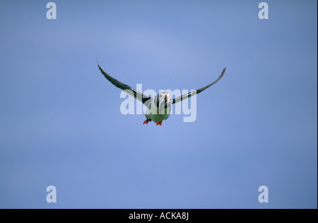 Puffin (Fratercula arctica) Regno Unito, Scozia, Firth of Forth, Isola di maggio, Atlantic puffin in volo con cicerelli. Foto Stock