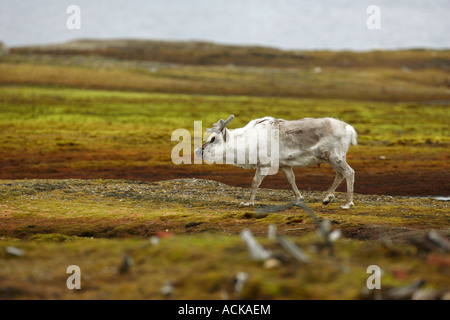 Renna delle Svalbard Rangifer tarandus platyrhynchusCarabou camminando sulla tundra artica in Nord Spitsbergen l'Artico Foto Stock