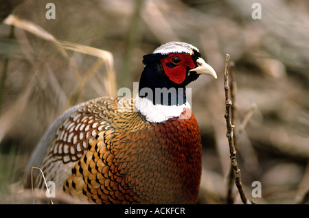 Anello di collo di fagiano Canada America del nord Foto Stock