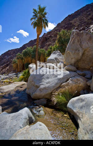 Palme e Creek in Palm Canyon Anza Borrego Desert State Park Borrego Springs San Diego County in California usa stati uniti Foto Stock