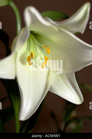 White Lilium Candidum Madonna Lily Foto Stock