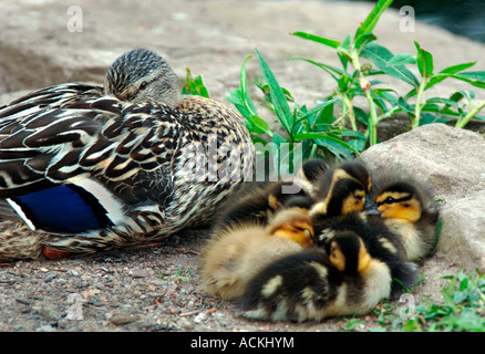 Femmina Mallard Duck con i suoi giovani anatroccoli.(Anas platyrhynchos). Foto Stock