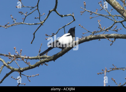 Lone Gazza nella struttura ad albero bird in bianco e nero Foto Stock