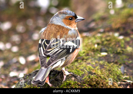 Maschio di fringuello bird in appoggio sul giorno di inverni Foto Stock