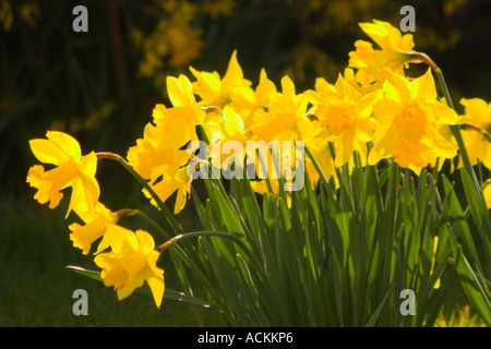 Host di giallo dorato narcisi in primavera foglie verdi steli Foto Stock