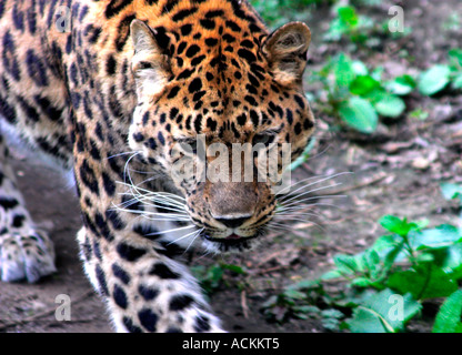 Aumur Leopard panthera pardus orietalis aggirava Foto Stock