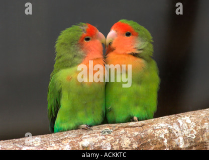 Coppia di pesca di fronte innamorati Agapornis roseicollis Foto Stock