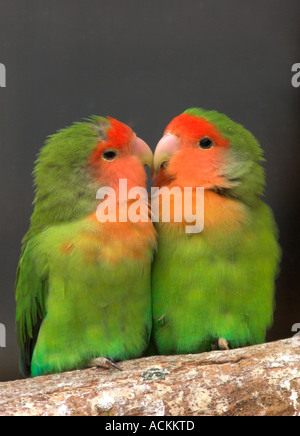 Coppia di pesca di fronte innamorati Agapornis roseicollis Foto Stock