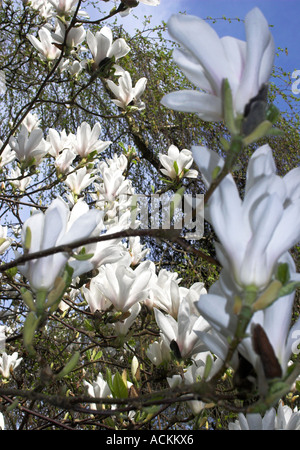 Bianco Magnolia Cylindrica Foto Stock