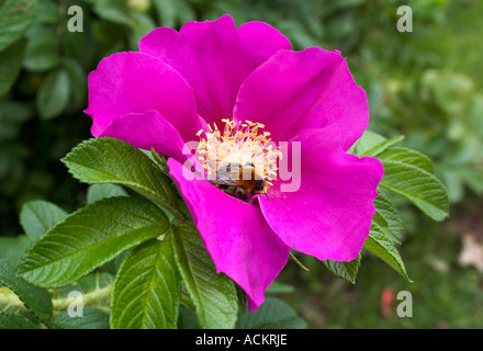 Deep pink Rosa canina Rosa canina con bee Foto Stock