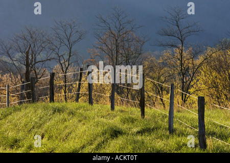 La mattina presto che riflette la luce del sole al di fuori del recinto di filo sulla giornata di primavera con alberi in lontananza Cades Cove Great Smoky Mountains Na Foto Stock