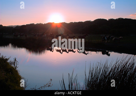 Cavalli al galoppo lungo il fiume Ogmore Ogmore Vale il Galles del Sud al tramonto Foto Stock