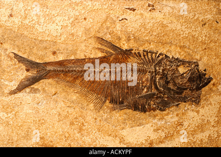 Pesci fossilizzati su un sfondo di arenaria Foto Stock