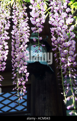 Glicine appesa con lanterna in un giardino del tempio, Giappone Foto Stock