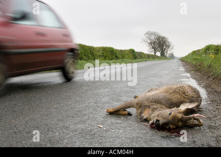 Speed Kills. Morto il Capriolo sulla strada dopo essere stato colpito da un veicolo con una vettura precipitando passato. Oxfordshire, Inghilterra Foto Stock