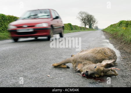 Speed Kills. Morto il Capriolo sulla strada dopo essere stato colpito da un veicolo con una vettura precipitando passato. Oxfordshire, Inghilterra Foto Stock