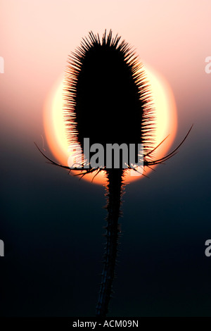 Vicino la silhouette di un impianto teasel fiore infront di testa di un sole che sorge nella campagna inglese Foto Stock