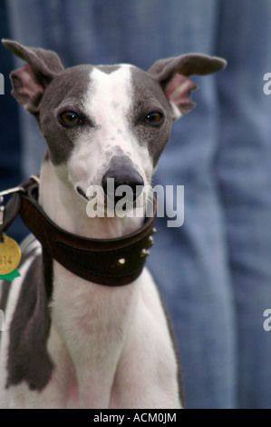 Fiera internazionale del cane di razza in Banska Bystrica, Slovacchia, cane ritratto Foto Stock