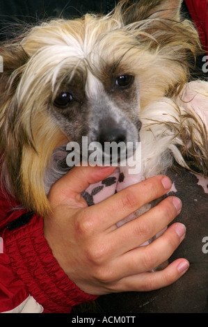 Fiera internazionale del cane di razza in Banska Bystrica, Slovacchia, cane ritratto Foto Stock