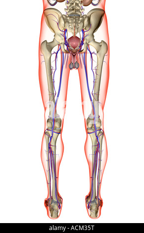 L'alimentazione di sangue degli organi riproduttivi maschili Foto Stock