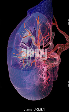 Alimentazione sanguigna dei reni Foto Stock