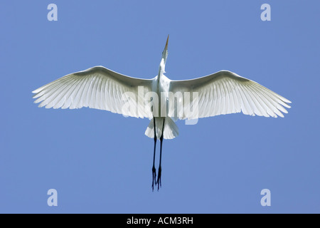 Adulto Airone bianco maggiore in volo Foto Stock