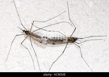 Due gru vola coniugata seduto su una parete bianca Foto Stock