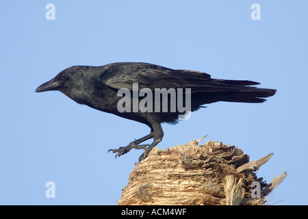 American Crow Corvus brachyrhynchos Florida Foto Stock