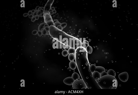 Candida albicans Foto Stock