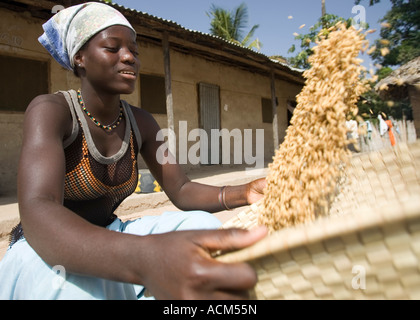 Giovane donna utilizza cestello tradizionale di vagli e pulire brown lolla di riso villaggio Berending Gambia Foto Stock