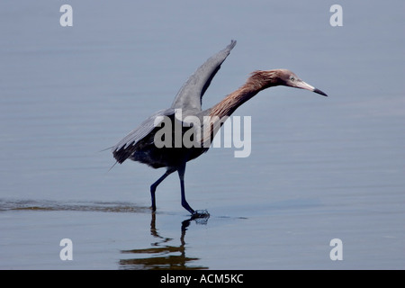 Distintivo azioni animate di foraggio rossastro Egretta garzetta rufescens Foto Stock