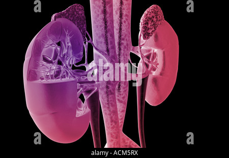 Alimentazione sanguigna dei reni Foto Stock