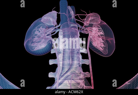 Alimentazione sanguigna dei reni Foto Stock