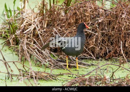 Common moorhen Gallinula chloropus allungamento alare florida Foto Stock