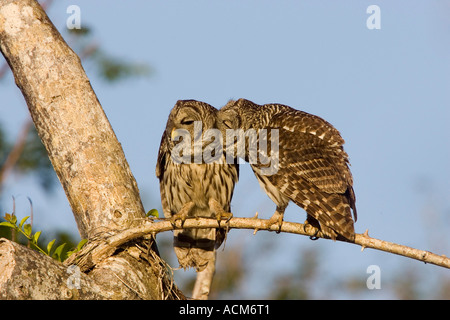 Bloccate il gufo Strix varia coppia incollaggio Foto Stock