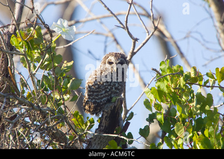 Giovani sbarrate Owl Strix varia Foto Stock