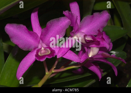 Orchidea (Cattleya bowringiana) Kew Gardens LONDRA Foto Stock