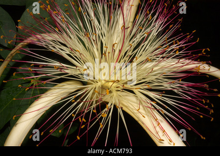 Fiore, 'Savente albero spazzola', Bombax sp. Kew Gardens LONDRA Foto Stock