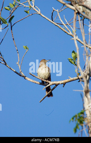 Brown Thrasher rufum Toxostoma Foto Stock