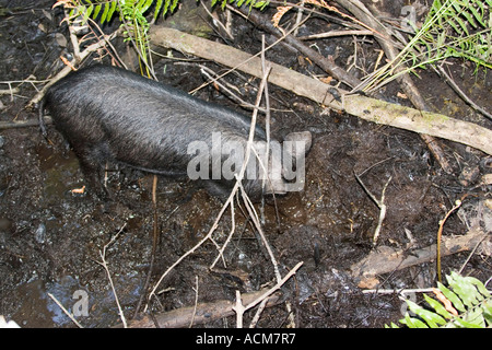 Suini selvatici Sus scrofa a sei miglia Cipro riserva florida Foto Stock